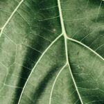 green leaf closeup photography