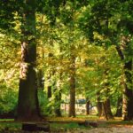 trees in park on sunny day
