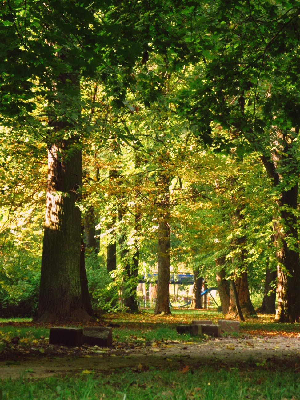 trees in park on sunny day