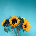 four sunflowers in bloom on teal surface