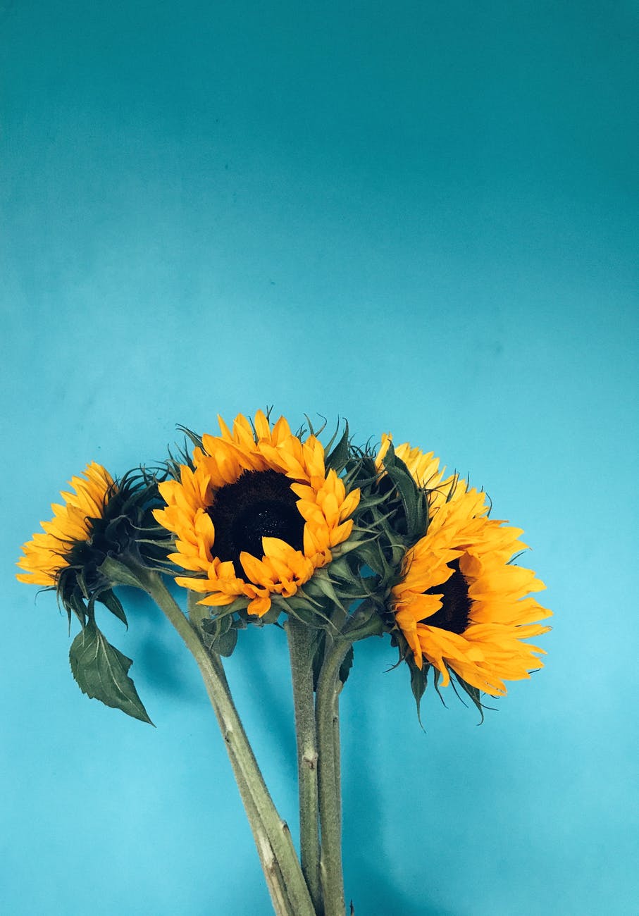 four sunflowers in bloom on teal surface