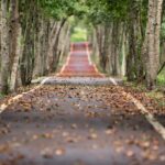 empty road between trees