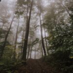 wood light dawn landscape