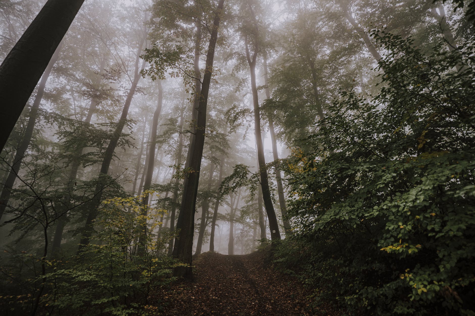 wood light dawn landscape