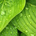 water dews on green leaves