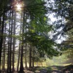 wood light road dawn