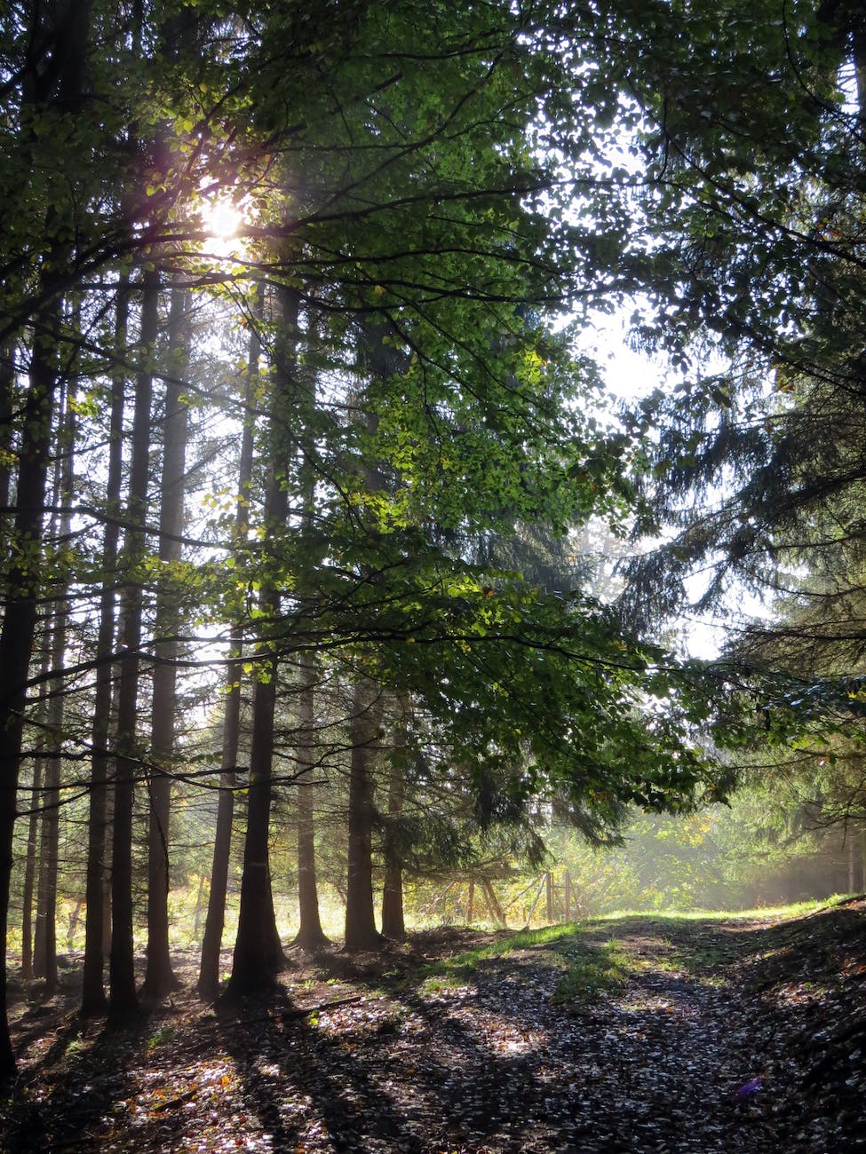 wood light road dawn