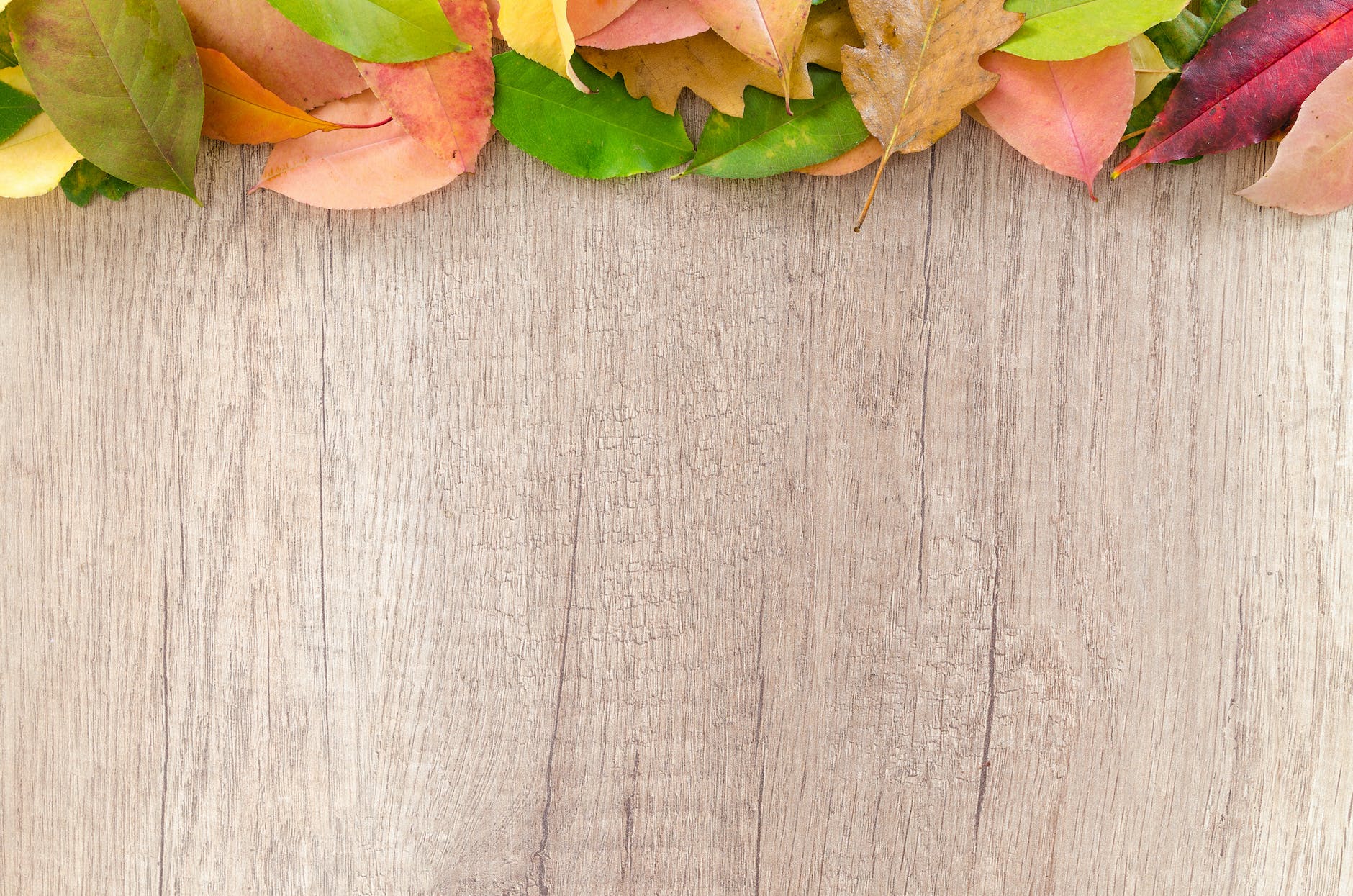 assorted color leaves on wooden surface