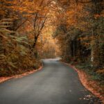 asphalt road between trees