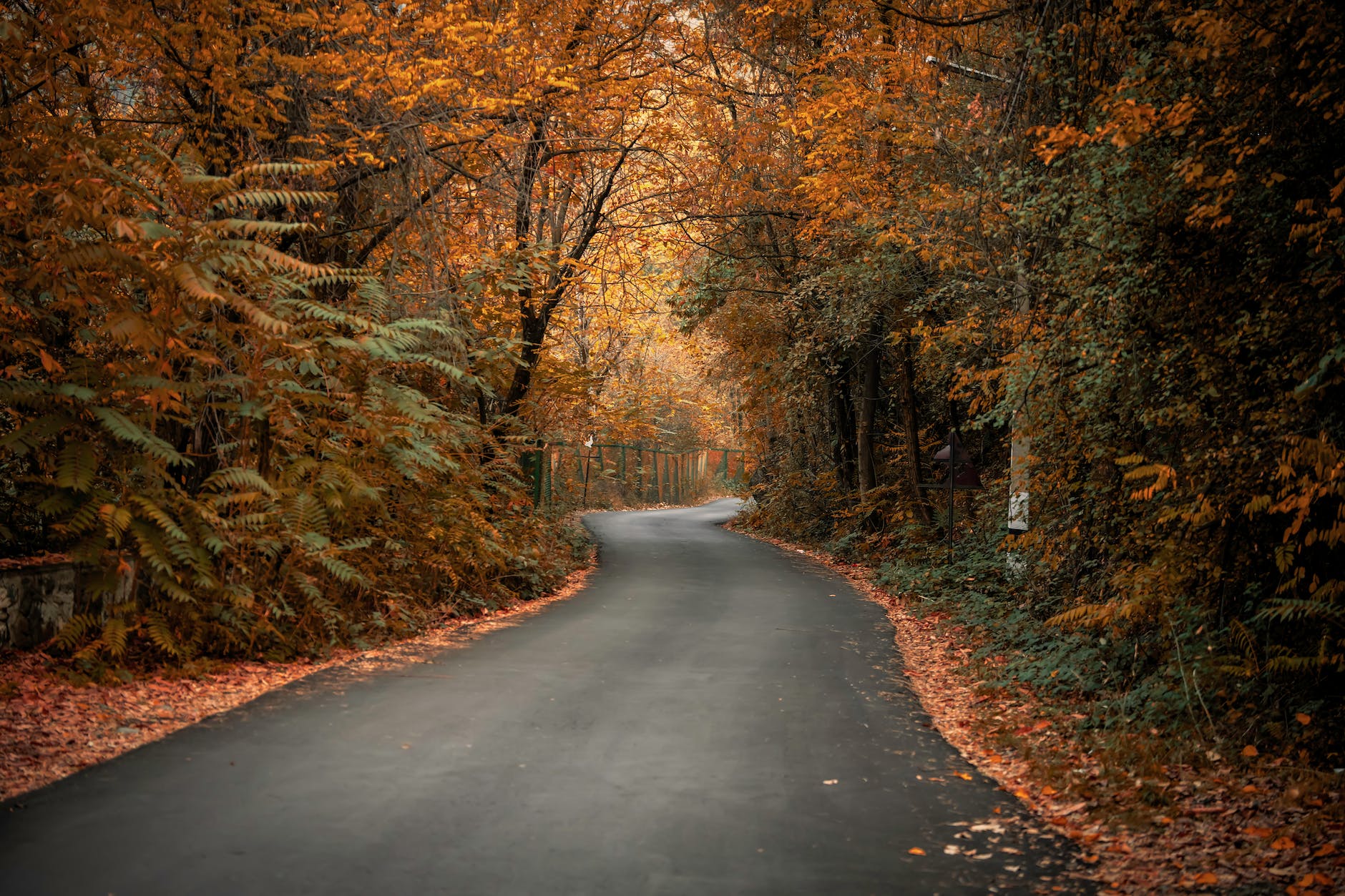 asphalt road between trees