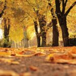 dirt road cover by dried leaves