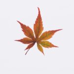 brown leaf
