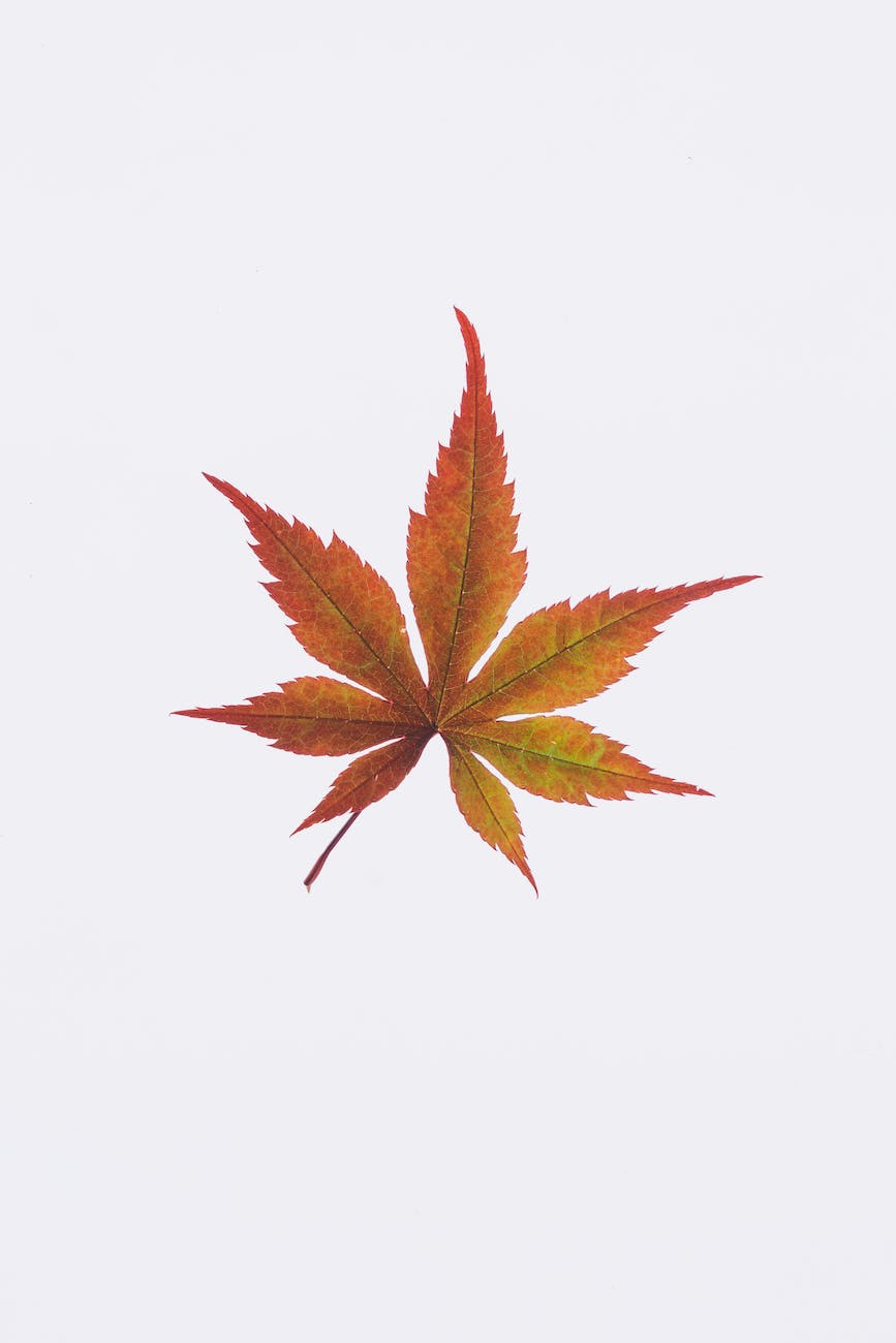 brown leaf