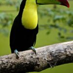 black and green toucan on tree branch