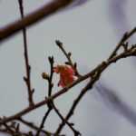 snow bird apple winter