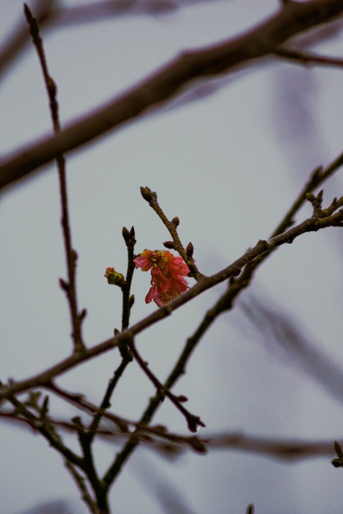 snow bird apple winter