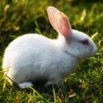 white rabbit on green grass