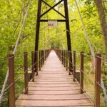 brown wooden foot bridge surrounded by trees