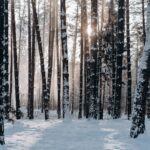 woods covered with snow