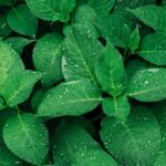 green leafed plants