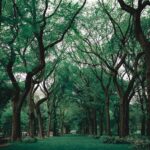 green grass near trees