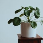 green plant with white pot on wooden table