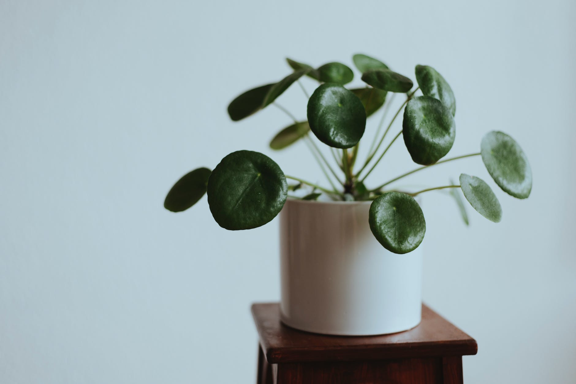 green plant with white pot on wooden table