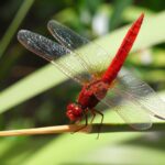red dragonfly