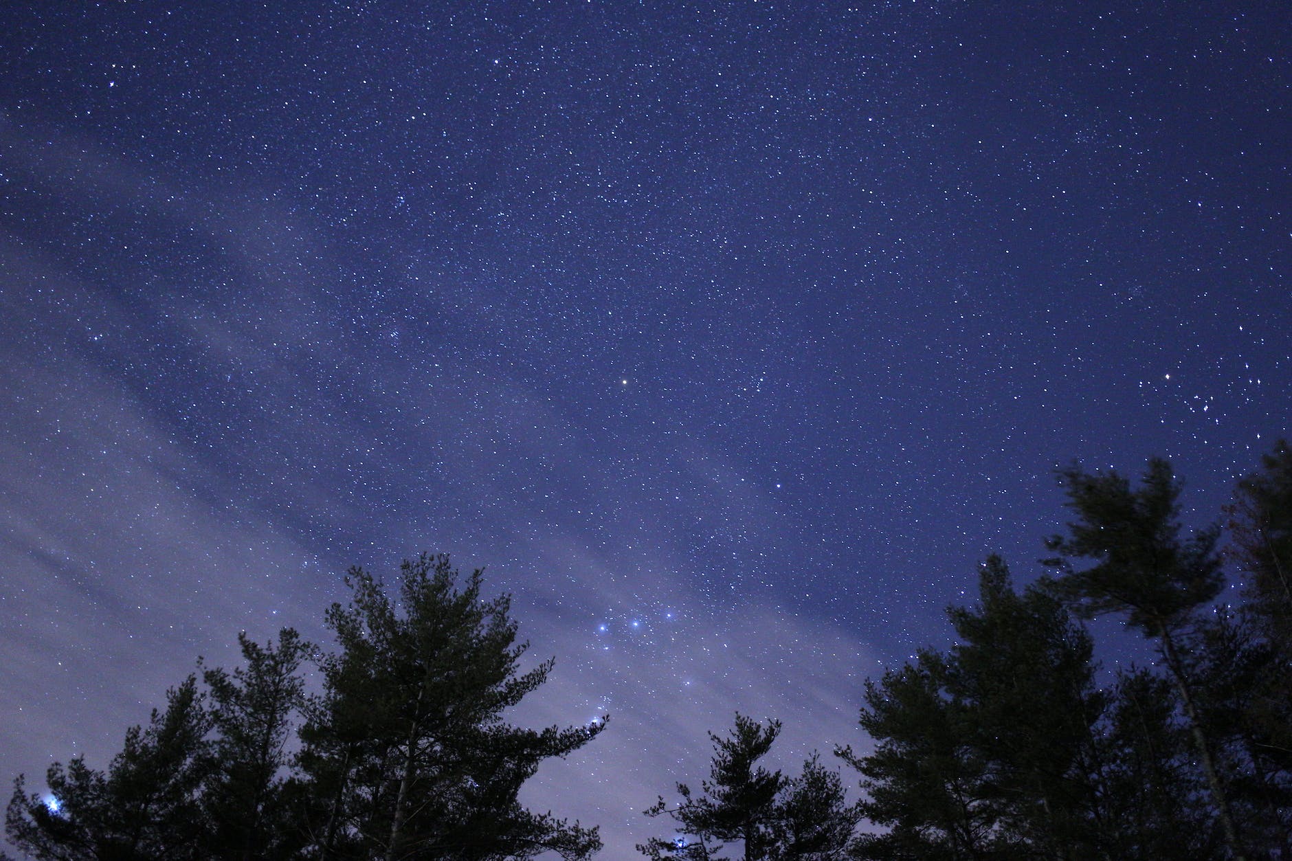 green trees during night time