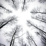 leafless trees under white sky