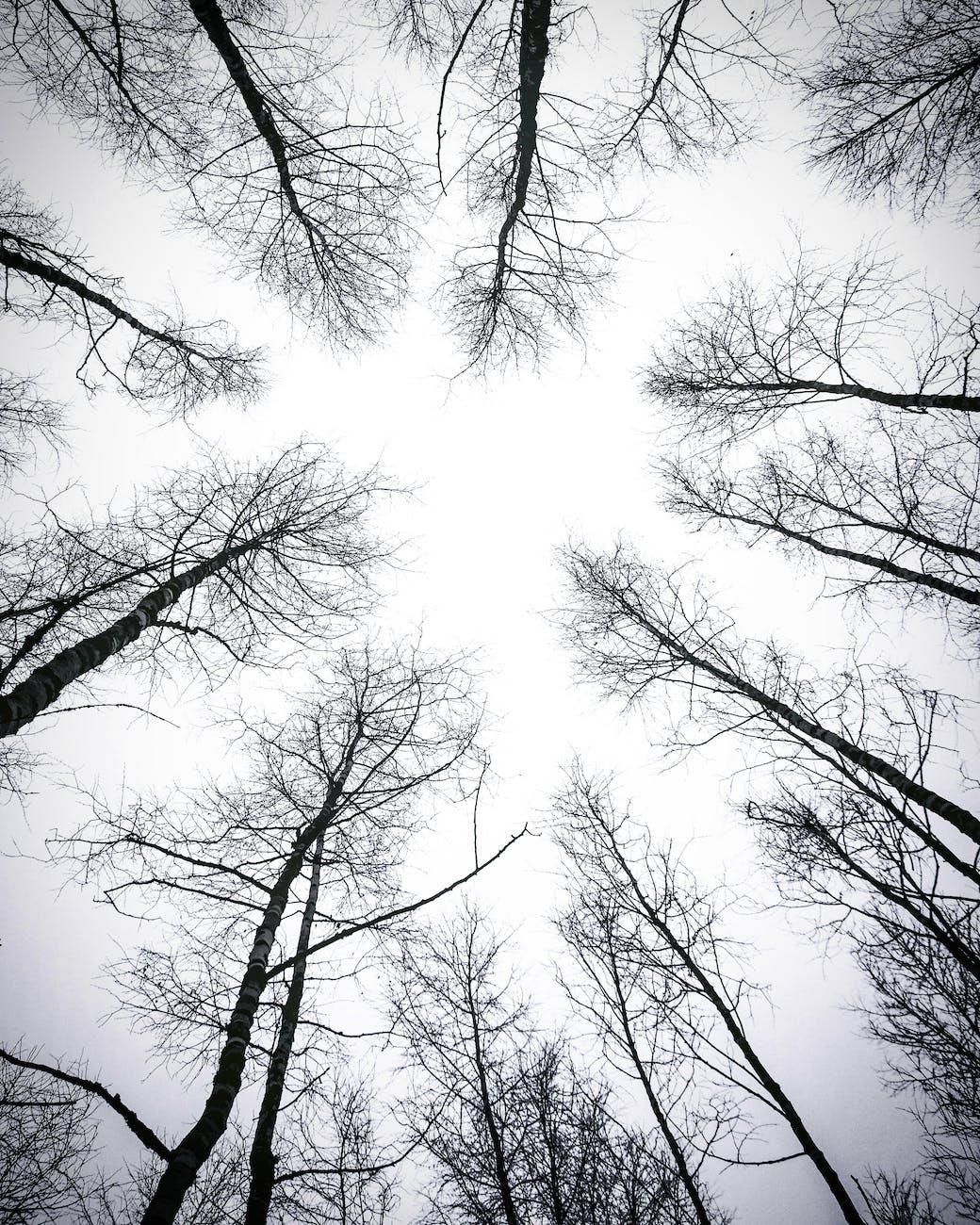 leafless trees under white sky