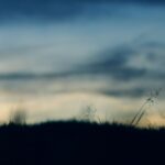 grass field