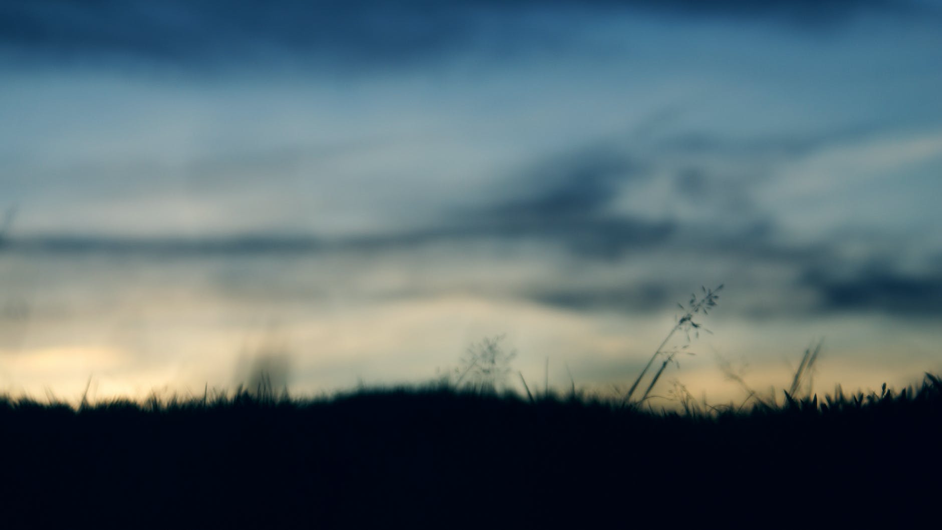 grass field