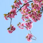 low angle view of pink flowers against blue sky