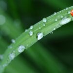 red ladybug in green grass