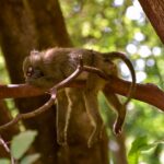 selective focus photography of sleeping monkey on branch