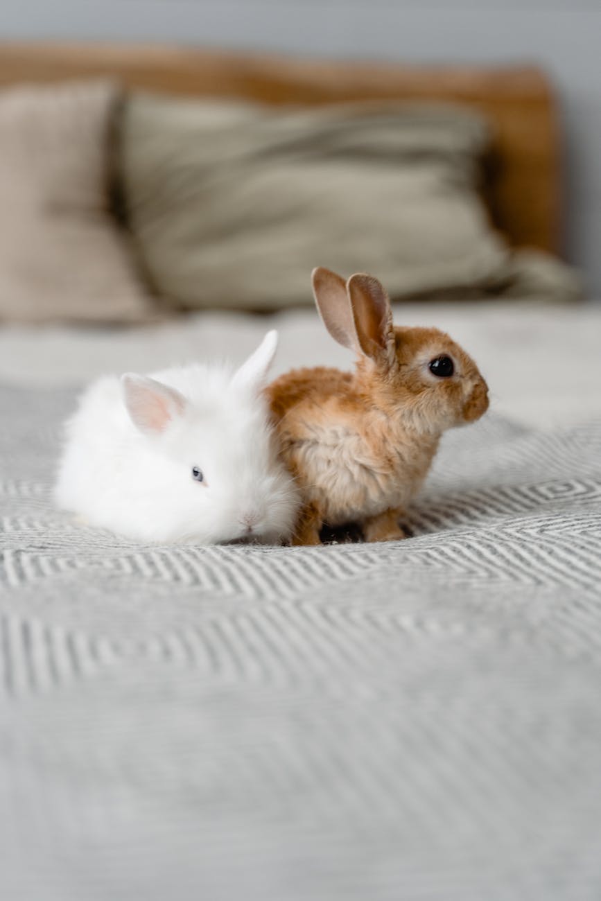close up photo of bunnies
